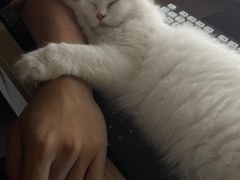 -lincat·猫舍(广州店)