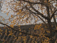 -乐山乌木文化博览苑