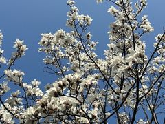 -梅花山(明孝陵内)