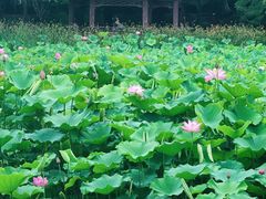 -莲湖公园