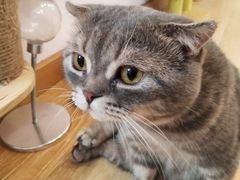 -猫咪派对(江南西店)