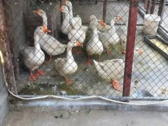 -鱼窝棚柴火铁锅炖(富山屯店)