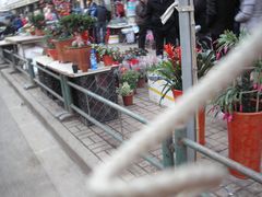 -本溪路花鸟市场(江浦路1709弄小区店)