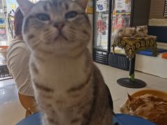 -平行世界·猫咖(首经贸店)