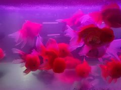 -苏州艺都古玩花鸟市场