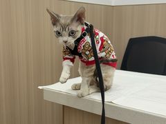 -申普宠物医院·眼科·心内科·影像科(普陀分院)