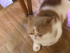 -滚猫咖啡·猫咖·猫友好撸猫(未来城店)