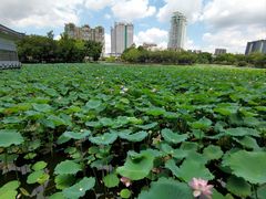 -荔湾湖公园