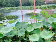 -陈家山荷花公园