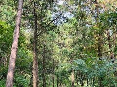 -北京西山国家森林公园