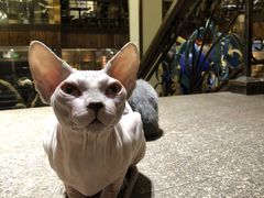 -more than meow吴止猫主题餐厅(承德 中船汇店)