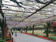 -嘉定紫藤园