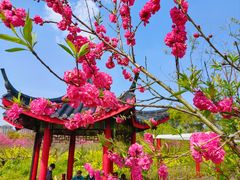 -南汇桃花村