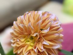 -花到家(富贵鸟花艺行)