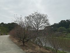 -南国桃园旅游度假区