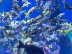 -海合安武汉极地海洋公园