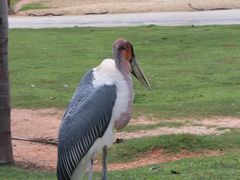 -广州长隆野生动物世界