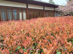 -杭州植物园