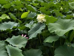 -莲湖公园