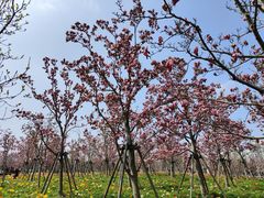 -曹杨影城(曹杨店)