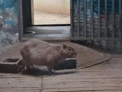 -石家庄市动物园