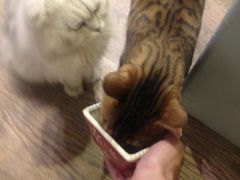 -小时光咖啡馆(开森度假森林店)
