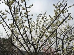 -香雪海