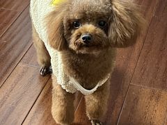 -艾贝尔宠物医院 ·内科全科(梁溪路店)