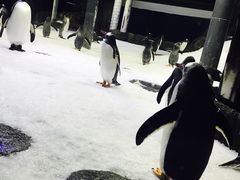 -悉尼海洋生物水族馆