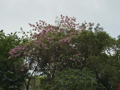 -顺峰山公园