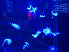 -多彩贵州城极地海洋世界