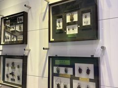 -上海昆虫博物馆