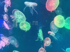 -烟台海昌鲸鲨海洋公园