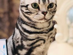 -猫大福·Fortune Cat猫舍(百子湾店)