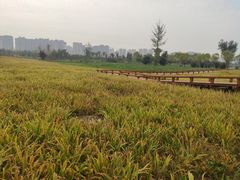 -汉长安城未央宫国家考古遗址公园