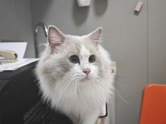 -伟伟宠物医院·瑞派猫友好医院·猫科(光谷店)