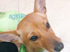 -瑞派旺宝宠物医院·犬猫全科综合·尿道专科(莲兴院)