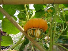 景点-观光南瓜园