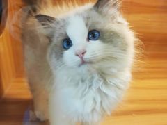 -猫十亿·布偶金渐层·曼基康矮脚猫舍(青年路店)