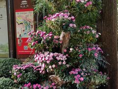 -上海醉白池公园