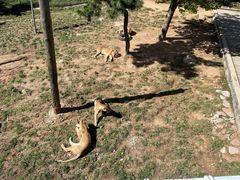 -西霞口神雕山野生动物世界