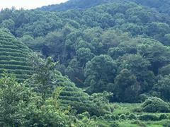 -龙坞茶村