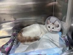 -四月宠物医院·猫专科·心脏专科·内科(转塘店)