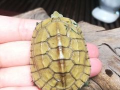 -灵龟之家百象馆(百象馆联合旗舰店)
