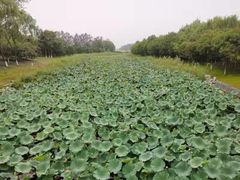 -大兴滨河森林公园