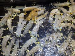 -海鲜e族(马王堆店)