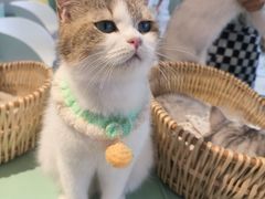 -怪兽屋·羊驼·猫咖·狗咖(俊华广场店)