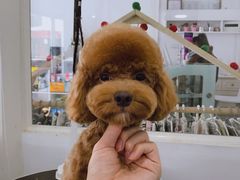 -BABYDOG宝贝狗宠物乐园(欧洲城店)