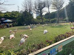 -广州长隆飞鸟乐园