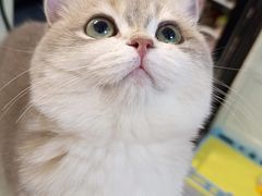 -安安宠医宠物医院·异宠·犬猫内科(岳阳分院)